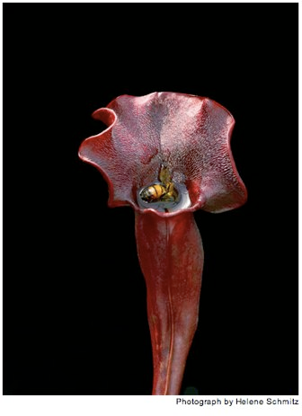 Illustration for article titled The Unfurled Petals That Lure With Sweet Poison
